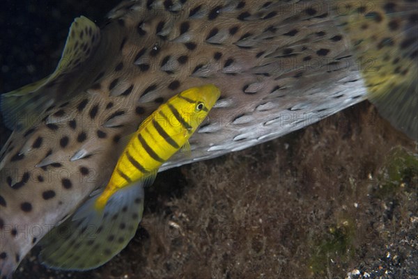 Golden golden trevally