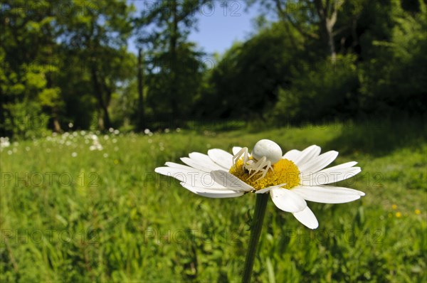 Goldenrod Crab Spider