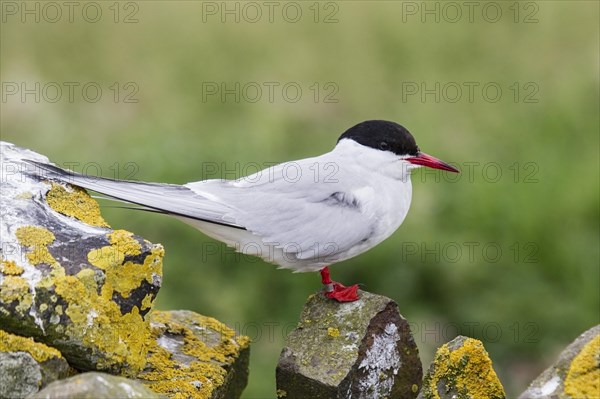 Arctic terns