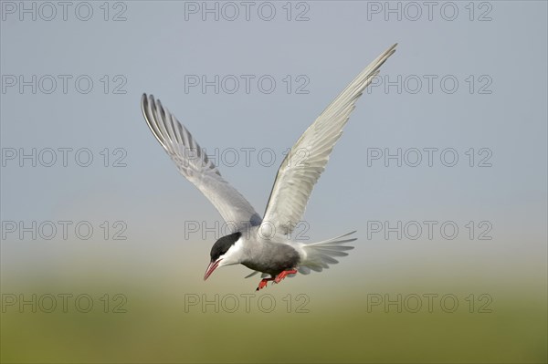 Whiskered Tern