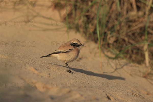 Desert Wheatear