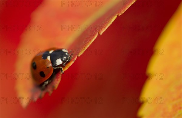 Adult seven-spott ladybird