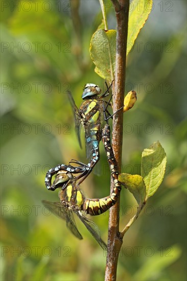 Autumn mosaic damselfly