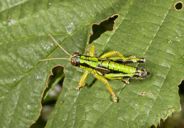 Alpine mountain grasshopper