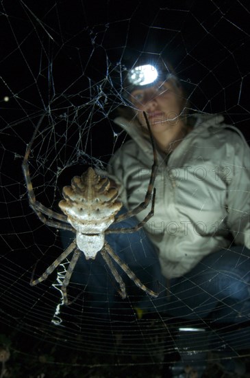 Argiope lobata