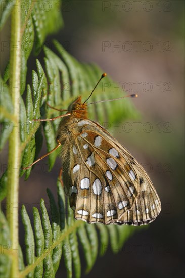 Dark green dark green fritillary