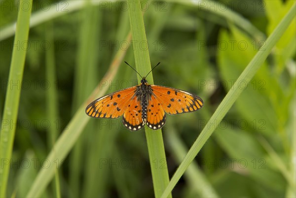 Large Orange Acraea