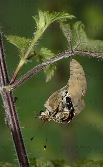 Painted painted lady