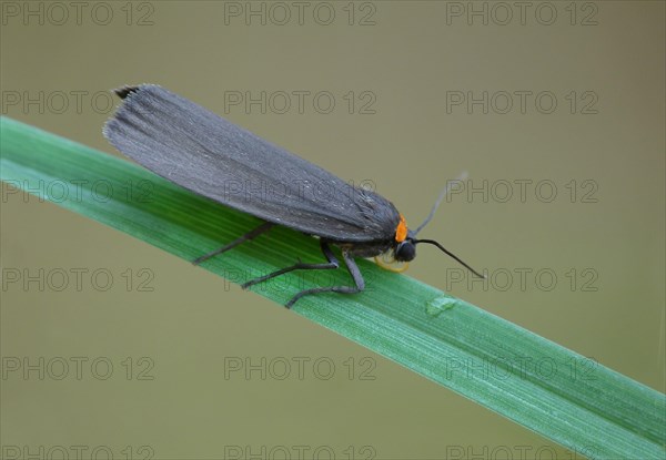 Red-necked footman