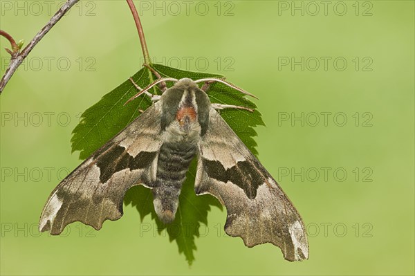 Lime Hawkmoth