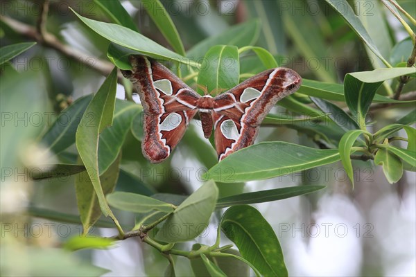 Peacock moth