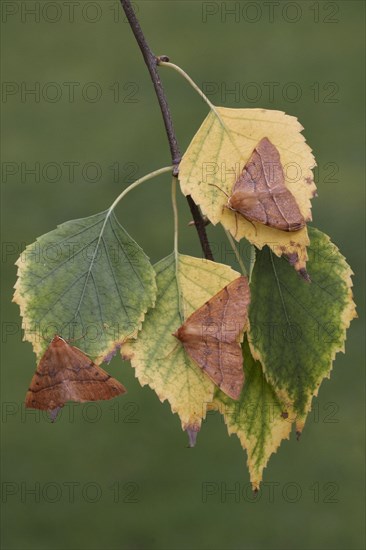 Feathered thorn