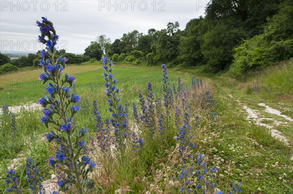 Viper's bugloss