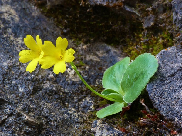 Auricula