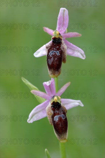 Crescent orchid