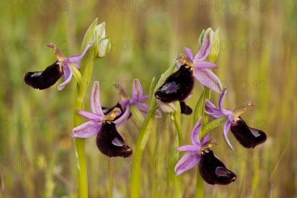 Flowering bertoloni's bee orchid