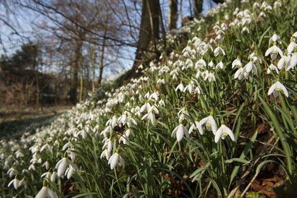 Snowdrop