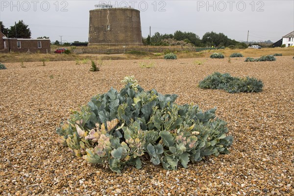 Sea Kale in Shingle Street