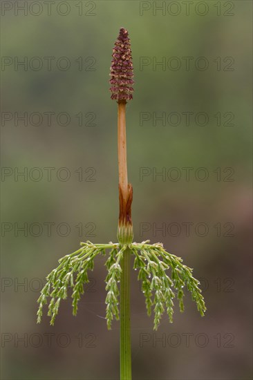 Wood horsetail