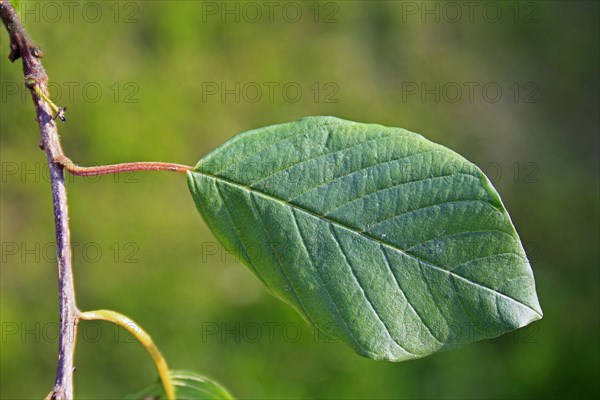 Alder buckthorn