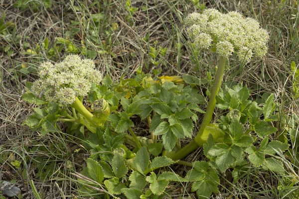 Flowering seashore angelica