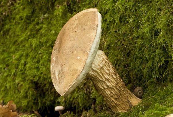 Bitter Bolete