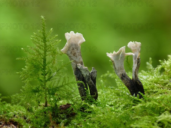 Candle-snuff Fungus