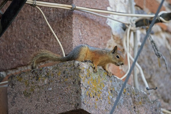 Persian Squirrel