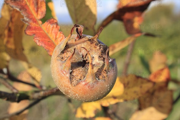 Medlar