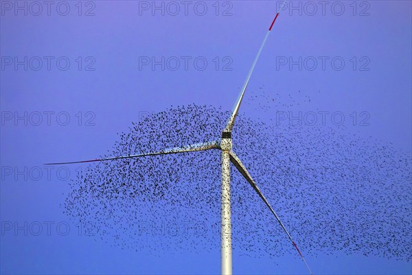 European starling