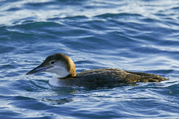 Great northern loon