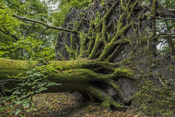 Uprooted copper beech