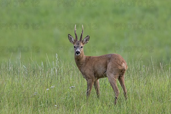 European roe deer