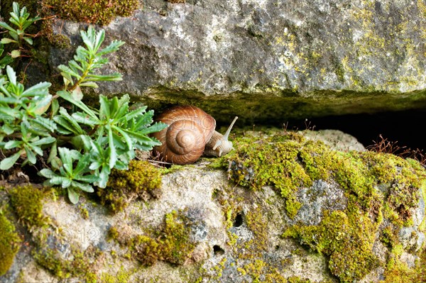 Roman snail