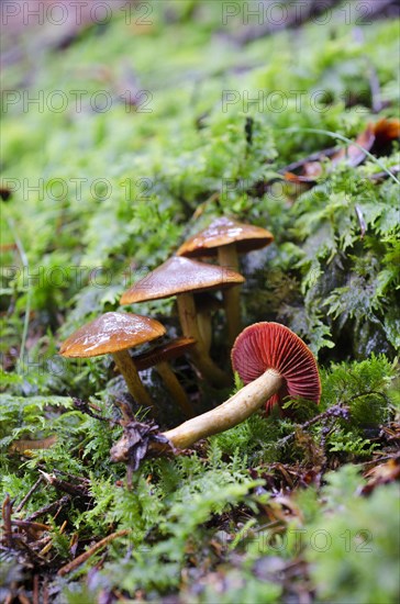 Blood-leaved skinhead