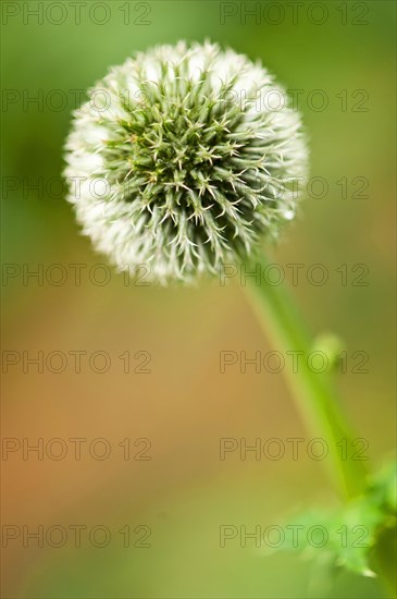 Tall globe thistle