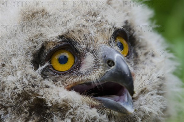 Eurasian Eagle-owl