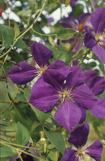 Clematis