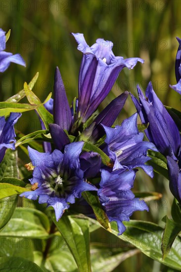 Willow gentian