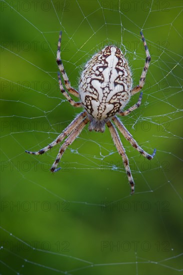 European garden spider