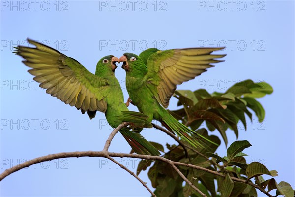 Blue-crowned Parakeet