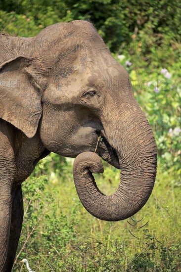 Sri lankan elephant