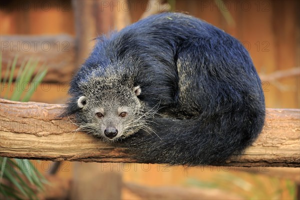 Binturong