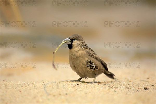 Sociable Weaver