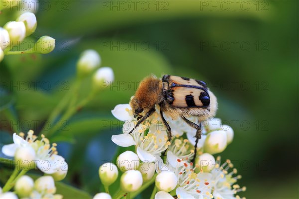 Banded paintbrush beetle