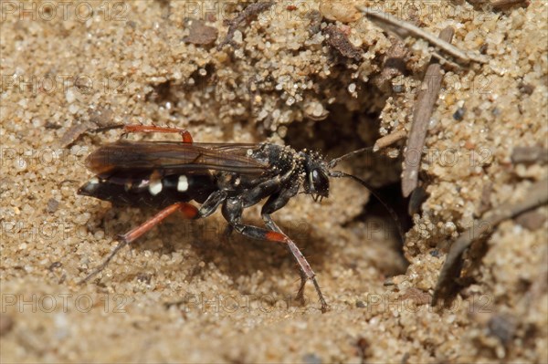 Red-legged spider wasp