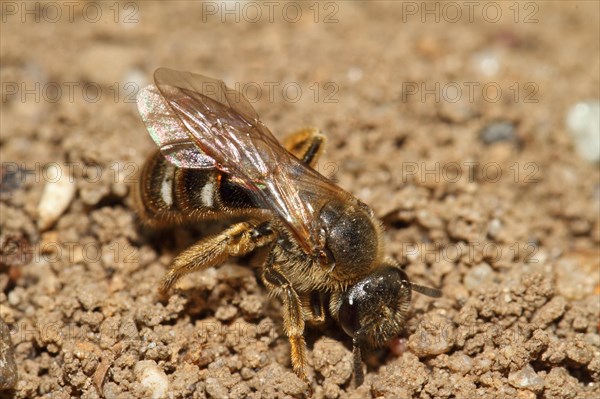 Common sand bee