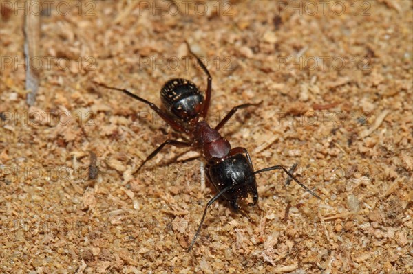Black horse ant