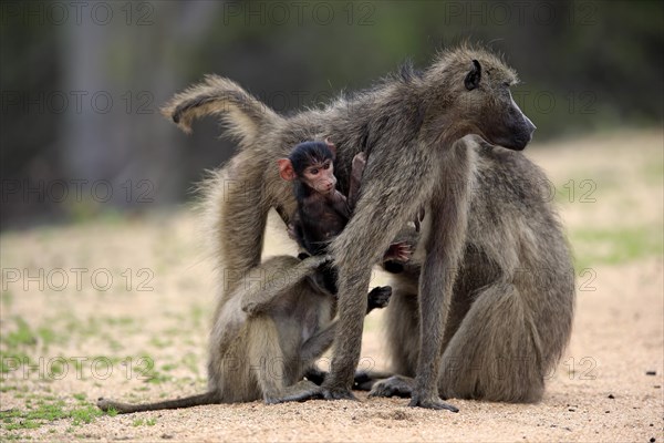 Chacma Baboon