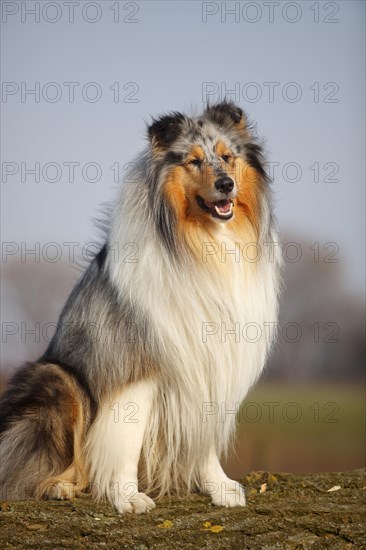 Scottish shepherd dog